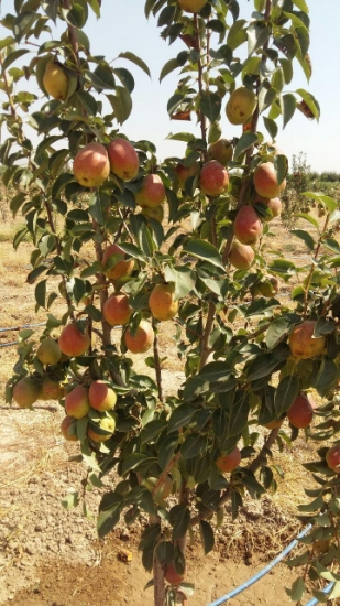 تصویر  نهال گلابی درگزی پایه پیرودووارف