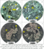 تصویر  پتروگرافی - مینرالوگرافی