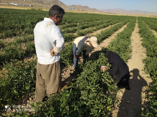 تصویر  سموم شکارگر زراعی، باغی و گلخانه ای